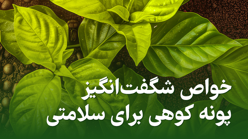 خواص_شگفت‌انگیز_پونه_کوهی_برای_سلامتی؛_از_کاهش_وزن_تا_تقویت_سیستم